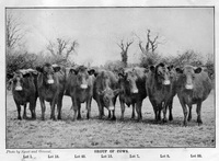 Named: 1. Mulbarton Lily; 13. Lady; 43. Louisa; 12. Dollar; 7. Madeline; 9. Maisie; 33. Blanche